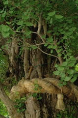 鶴岡八幡宮のイチョウの木