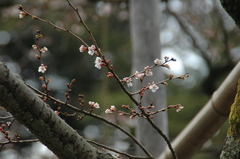 冬桜