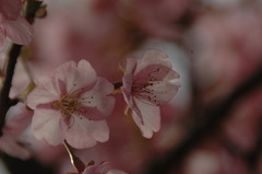 河津桜