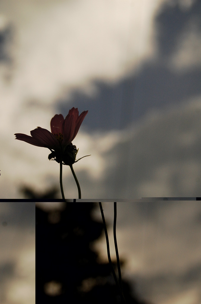 花火 004