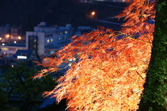 下呂　温泉寺　紅葉