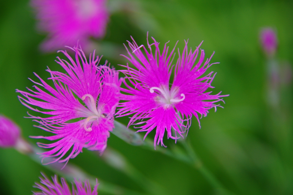 秋の七草7.撫子