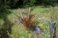 秋の七草6.尾花