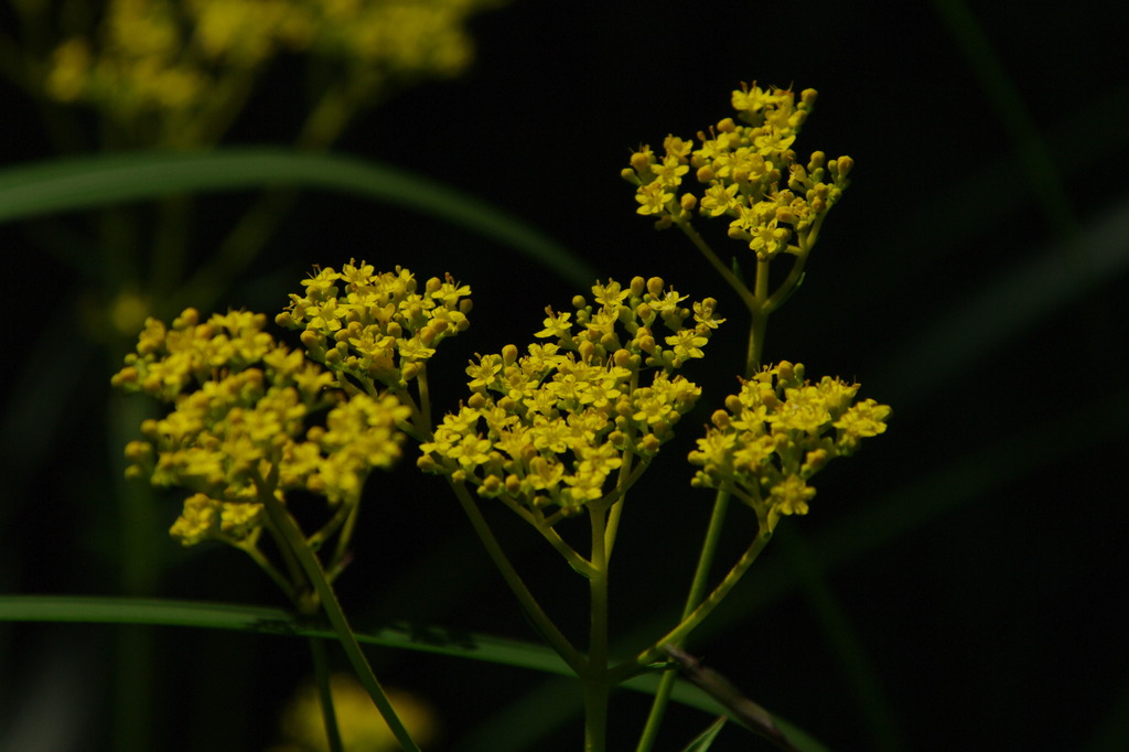 秋の七草5.女郎花