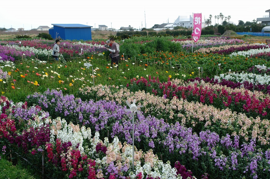 千倉町の花畑