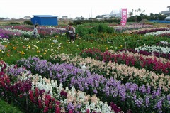 千倉町の花畑
