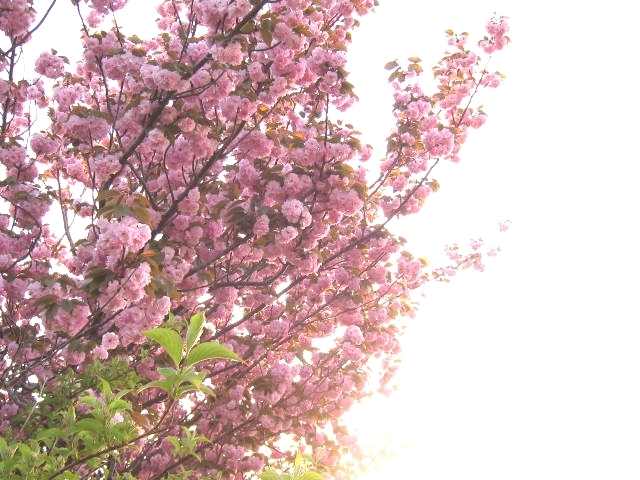 八重桜
