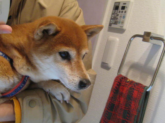 もも