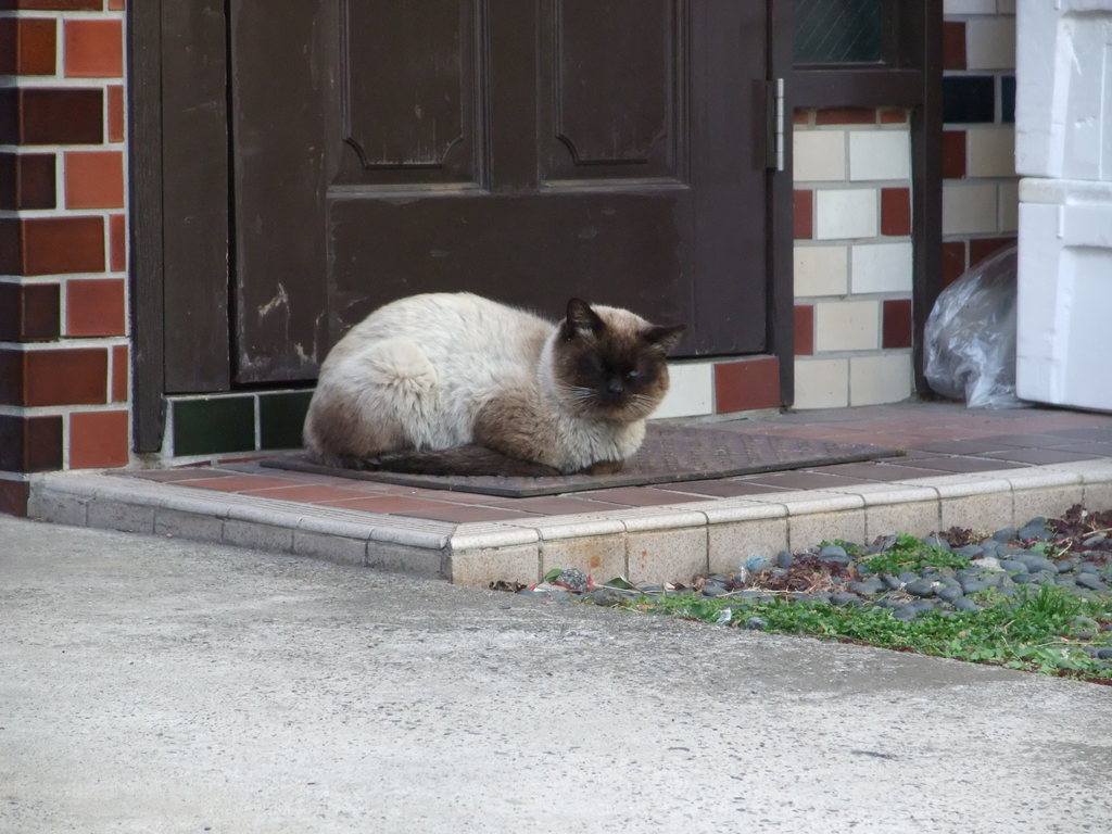 玄関前の猫