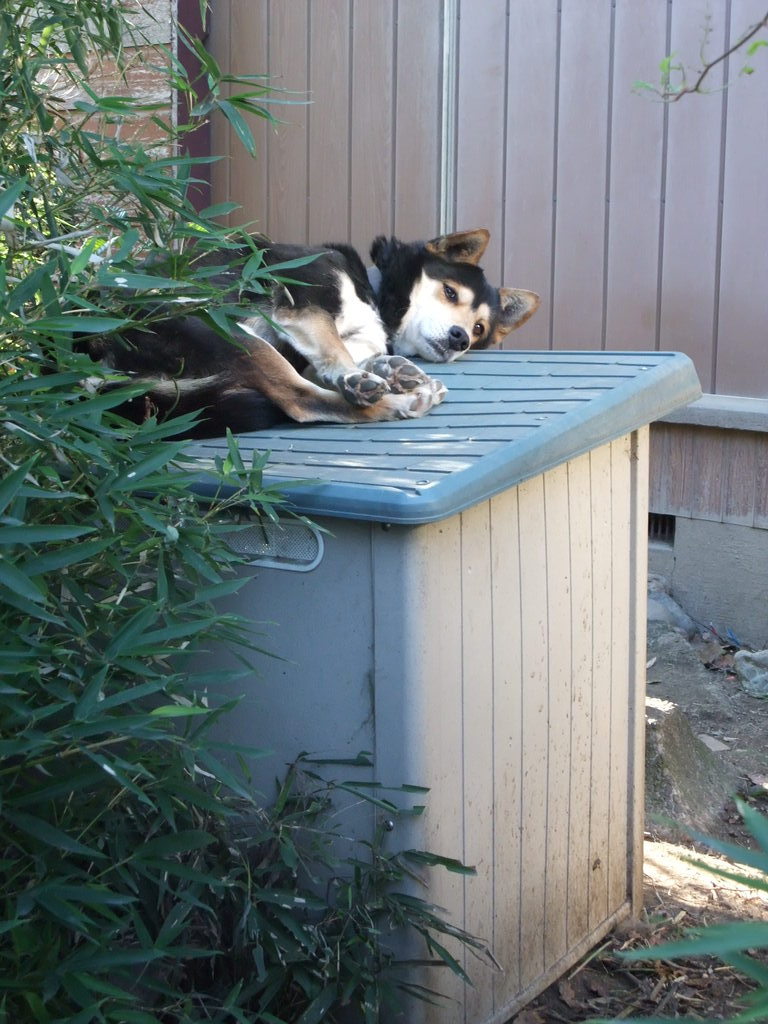 屋根の上の犬