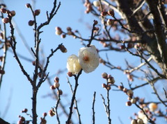 春ですか