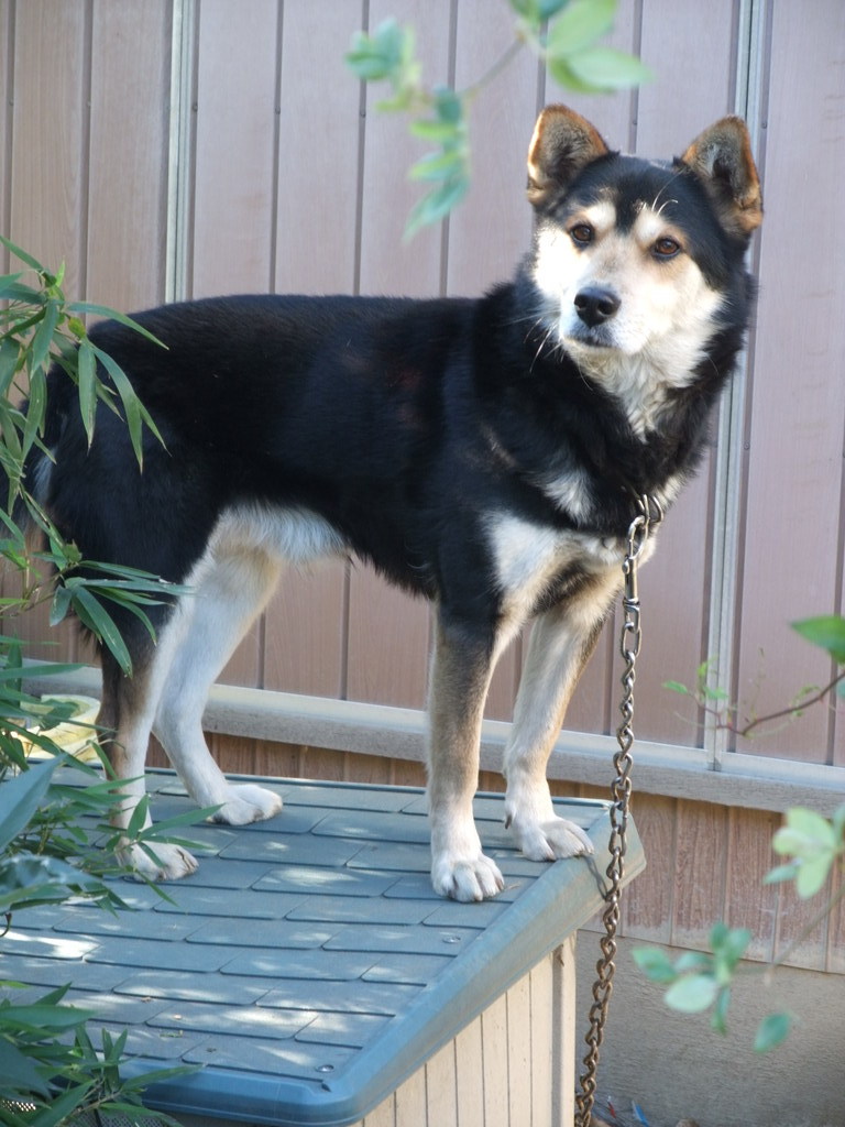 屋根の上の犬