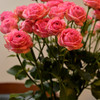 薔薇