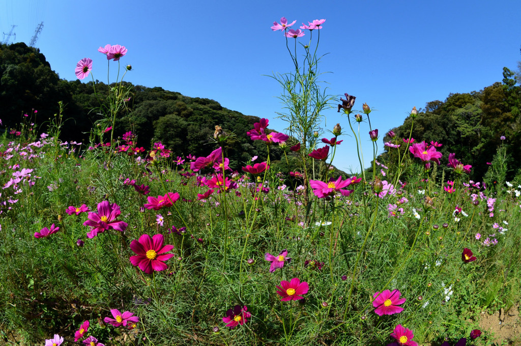 くりはま花の国