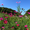 くりはま花の国