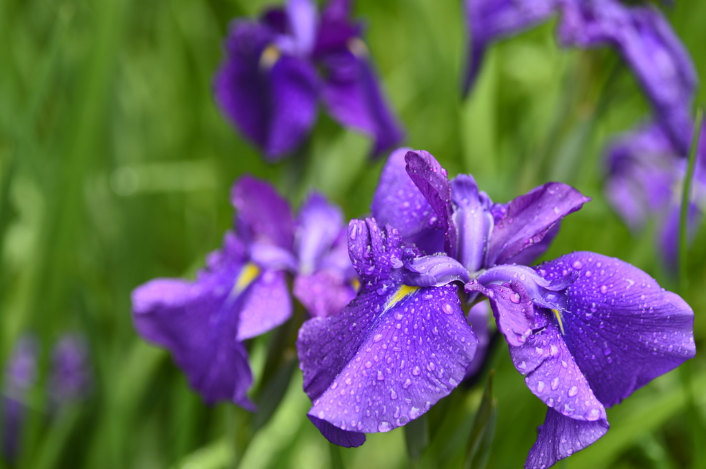 雨上がりの花