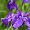 雨上がりの花