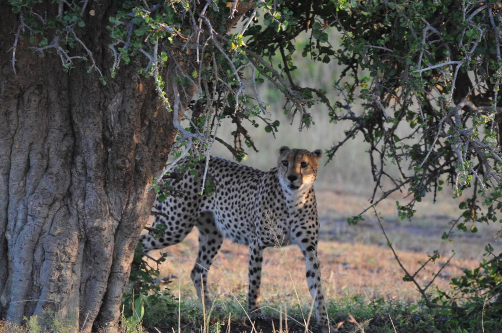 CHEETAH