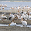 ナクル湖にて