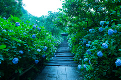 雨の明月院