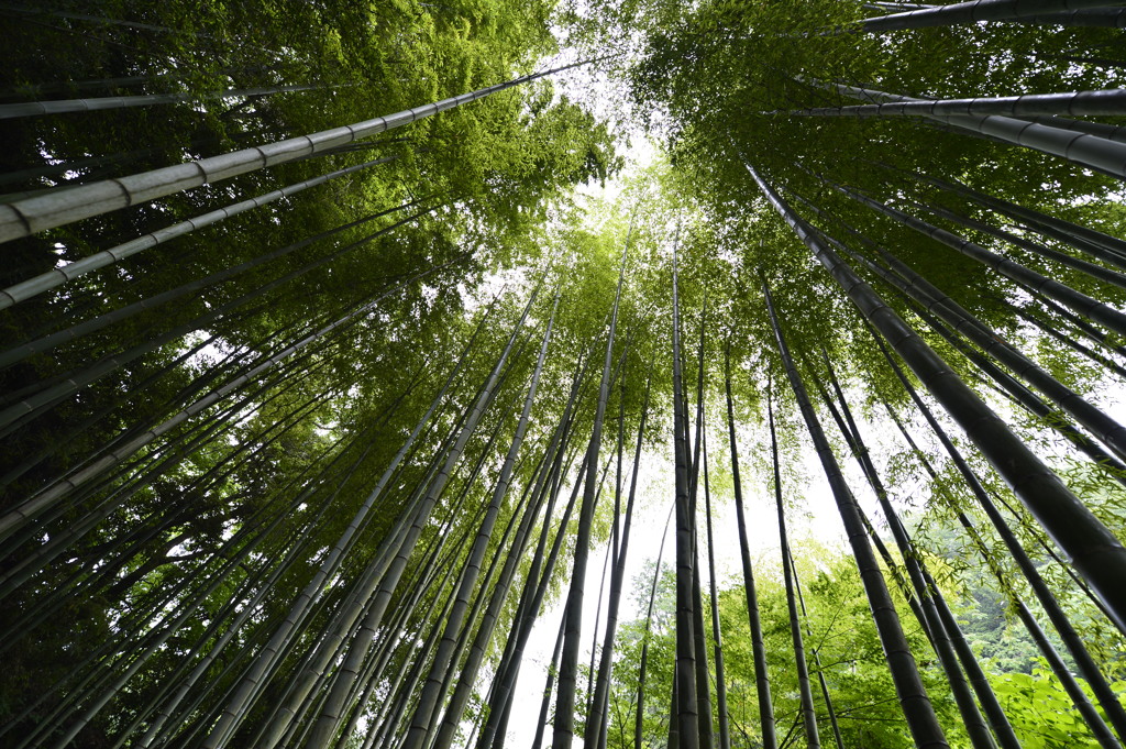 竹林