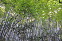 鎌倉・瑞泉寺2