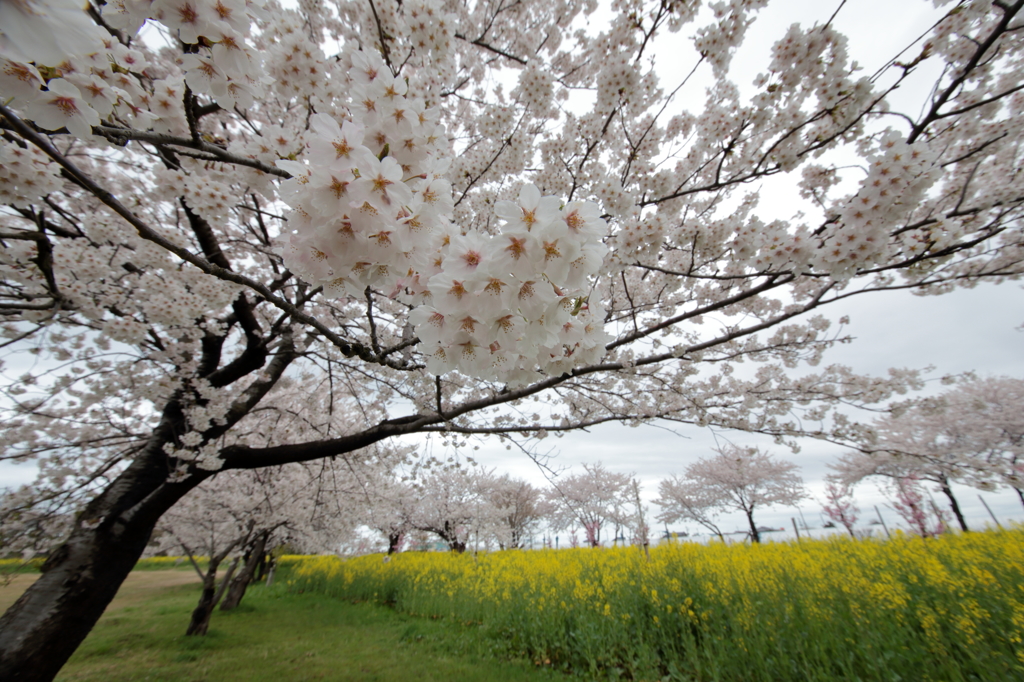 桜と菜の花