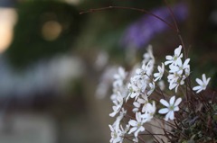 雪割草・・・元気になったよ・・・。