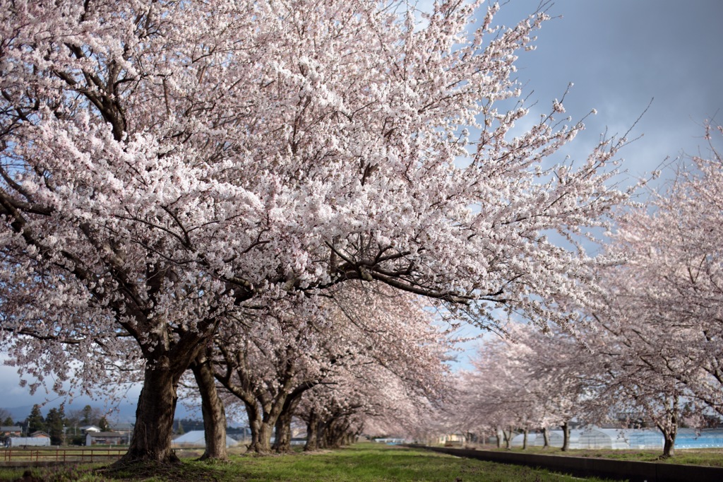 桜並木