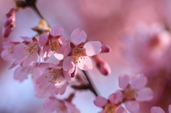 ようやく来た・・・春