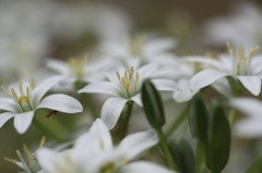 清楚なお花・・・名前がわからない・・・；