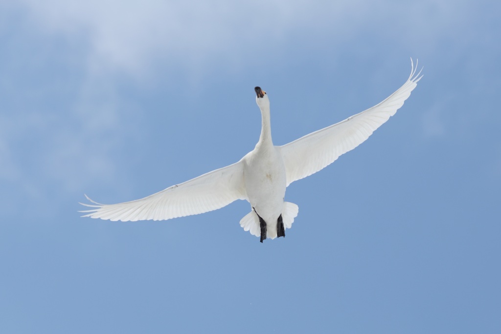 白鳥はやっぱり青空が似合う。