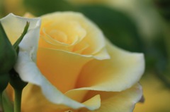 薔薇も綺麗ですねえ。