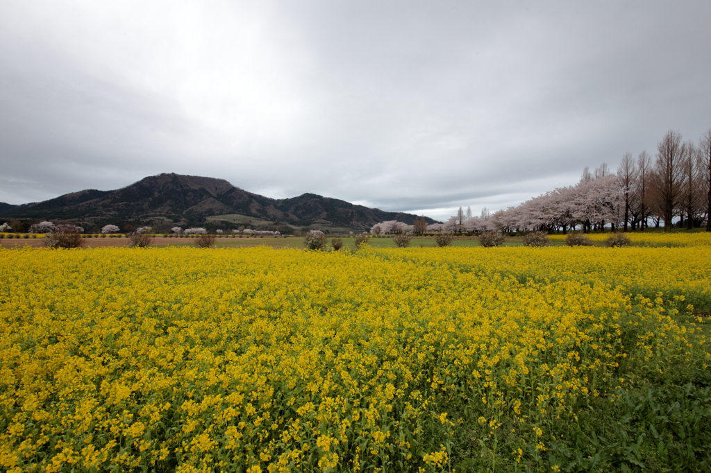 角田山と菜の花と桜