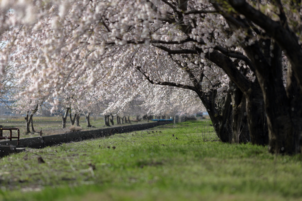 桜の散り際・・・。