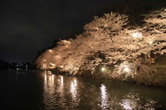 高田桜観桜会