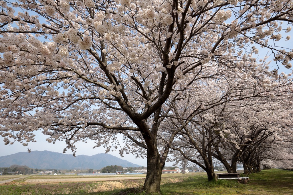 2017の桜　その１