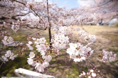 2017の桜　その３