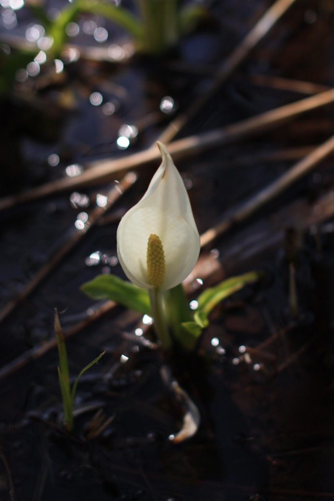 水芭蕉