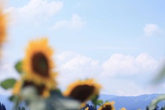夏空〜ひまわりのある風景　其の六