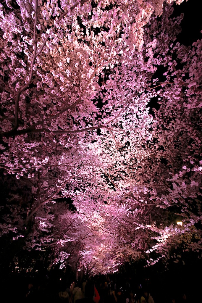 夜桜満開