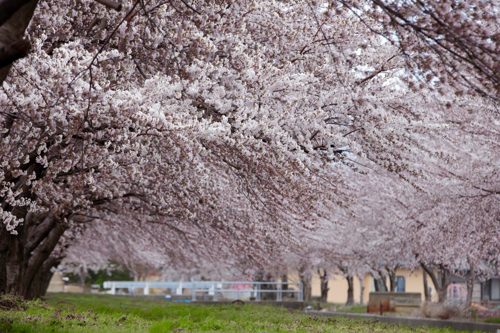 桜の季節