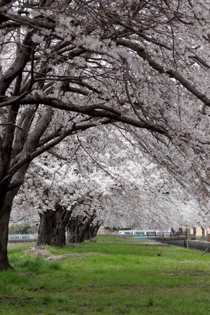 桜の木の下で・・・。