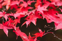 最後の紅葉
