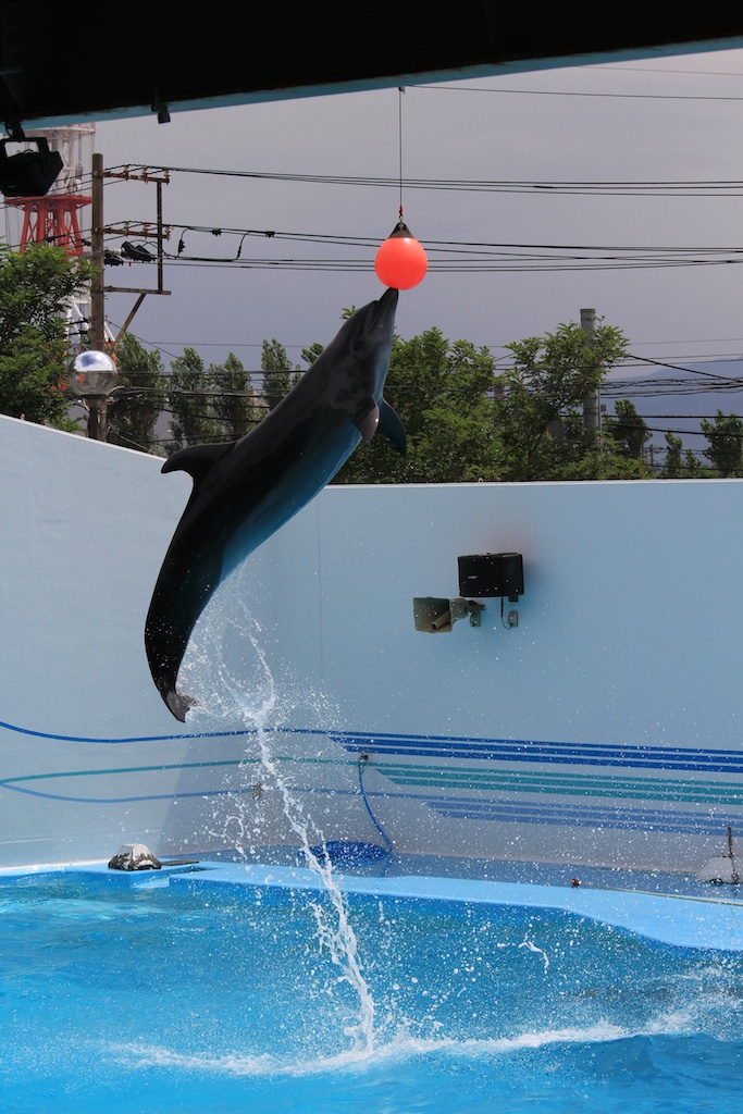 夏休みの思いで