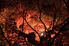 夜の紅葉