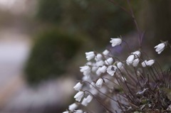 雪割草