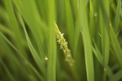 稲の花