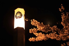 夜桜