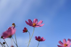 秋桜